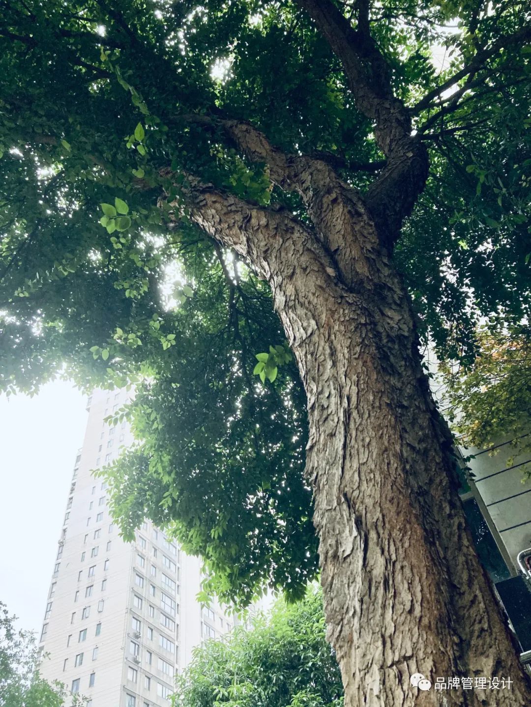 1685417392824880.jpg 4.jpg