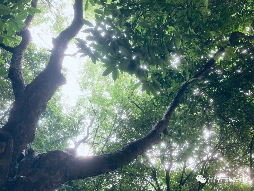 1685429994596535.jpg q8.jpg